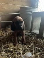 5 females; 3 males, a male Redbone Coonhound for sale in Scottsburg, VA – Photo 5 of 9
