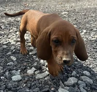 3 females, a male Redbone Coonhound for sale in Scottsburg, VA – Photo 4 of 7