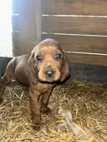 5 females; 3 males, a male Redbone Coonhound for sale in Scottsburg, VA – Photo 3 of 9