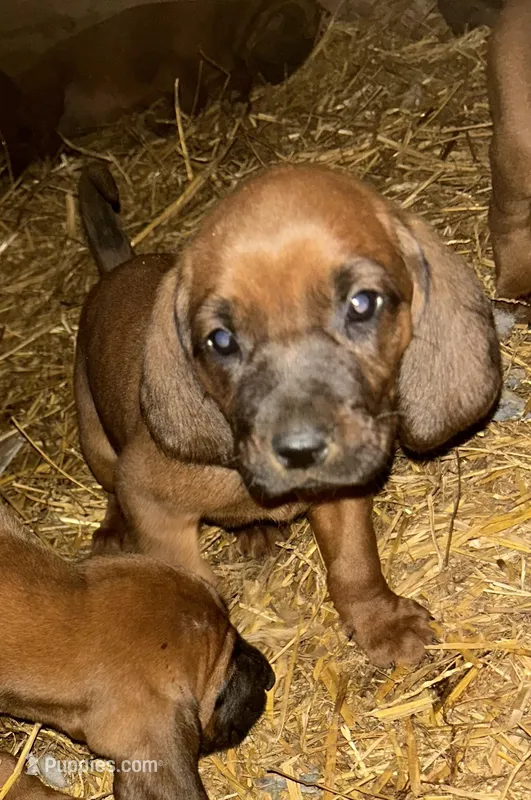 5 females; 3 males, a male Redbone Coonhound for sale in Scottsburg, VA – Photo 1 of 9