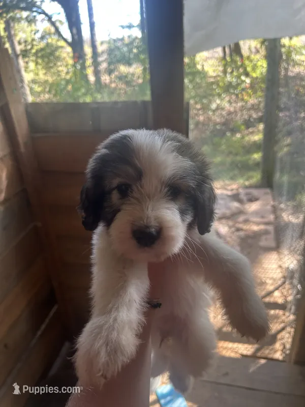 Paisley  – Great Pyrenees, Poodle - Multi-Colored Standard puppy for sale in Scottsburg, VA