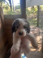 Paisley , a female Great Pyrenees and Poodle - Multi-Colored Standard for sale in Scottsburg, VA – 1 of 1