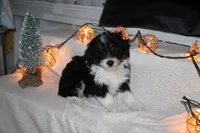 Austin, a male Miniature Aussiedoodle for sale in Baltic, OH – Photo 4 of 6