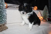 Austin, a male Miniature Aussiedoodle for sale in Baltic, OH – Photo 5 of 6