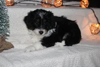 Austin, a male Miniature Aussiedoodle for sale in Baltic, OH – Photo 2 of 6