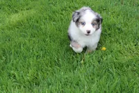 Bryce, a male Miniature Australian Shepherd for sale in Baltic, OH – Photo 4 of 5