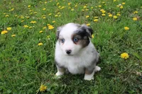 Bryce, a male Miniature Australian Shepherd for sale in Baltic, OH – Photo 3 of 5