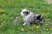 Bryce, a male Miniature Australian Shepherd for sale in Baltic, OH – Photo 5 of 5