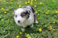 Bryce, a male Miniature Australian Shepherd for sale in Baltic, OH – Photo 1 of 5