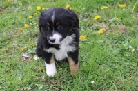 Briella , a female Miniature Australian Shepherd for sale in Baltic, OH – Photo 2 of 4