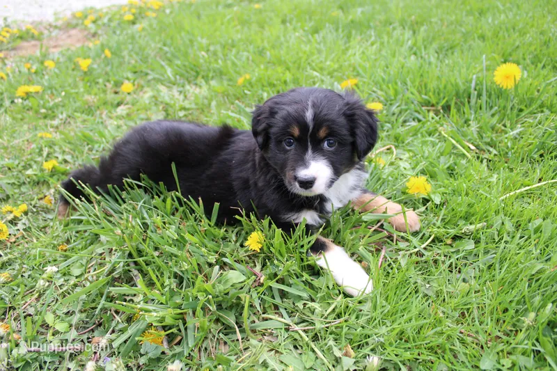 Briella  – Miniature Australian Shepherd puppy for sale in Baltic, OH