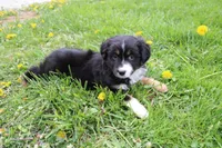 Briella , a female Miniature Australian Shepherd for sale in Baltic, OH – Photo 1 of 4