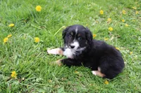 Briella , a female Miniature Australian Shepherd for sale in Baltic, OH – Photo 3 of 4
