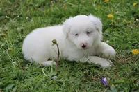 Bella, a female Miniature Australian Shepherd for sale in Baltic, OH – Photo 3 of 6