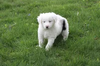 Bella, a female Miniature Australian Shepherd for sale in Baltic, OH – Photo 2 of 6