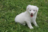 Bella, a female Miniature Australian Shepherd for sale in Baltic, OH – Photo 4 of 6