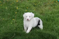 Bella, a female Miniature Australian Shepherd for sale in Baltic, OH – Photo 1 of 6