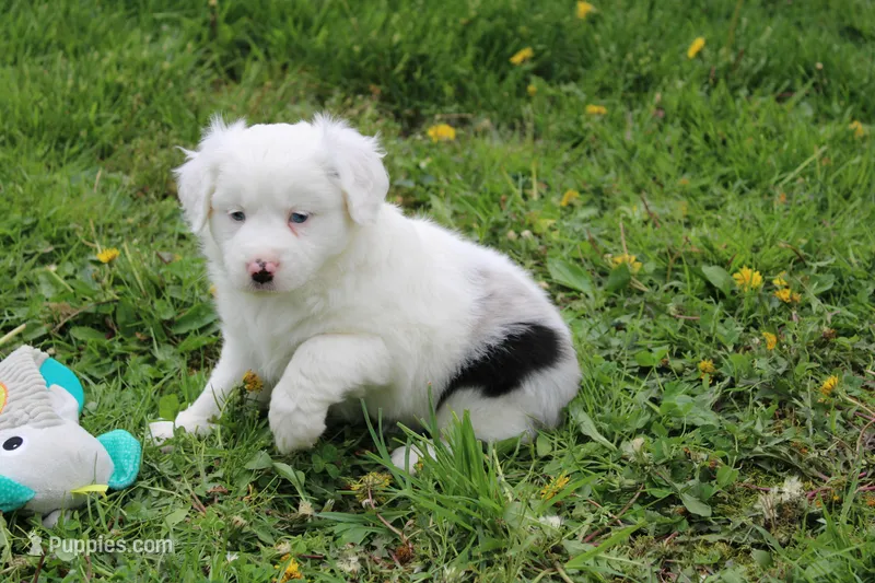 Bella – Miniature Australian Shepherd puppy for sale in Baltic, OH