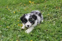 Bubbles, a male Miniature Australian Shepherd for sale in Baltic, OH – Photo 5 of 6