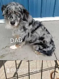 Bubbles – Miniature Australian Shepherd puppy for sale in Baltic, OH