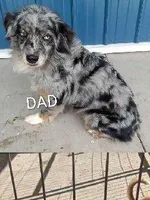 Bryce, a male Miniature Australian Shepherd for sale in Baltic, OH – Photo 2 of 5
