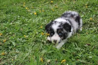 Bubbles, a male Miniature Australian Shepherd for sale in Baltic, OH – Photo 4 of 6
