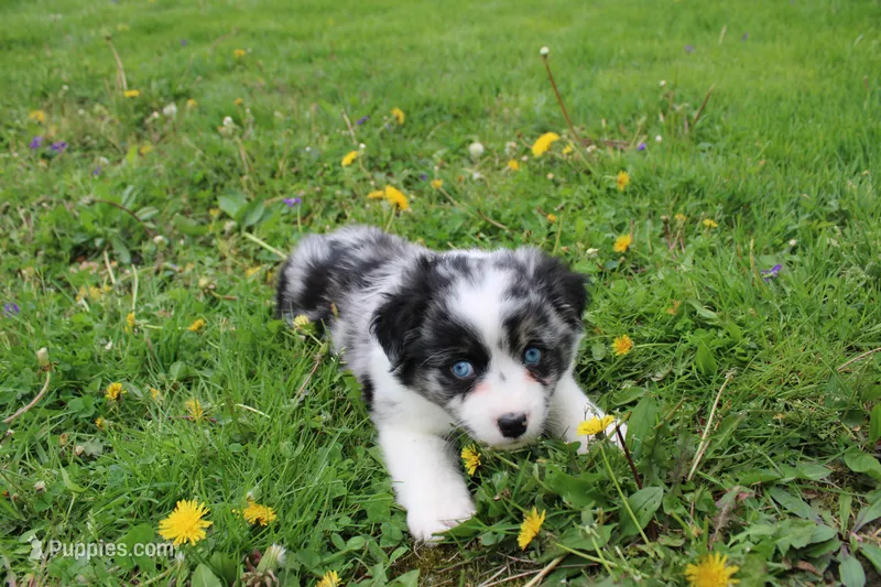 Bubbles – Miniature Australian Shepherd puppy for sale in Baltic, OH
