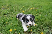 Bubbles, a male Miniature Australian Shepherd for sale in Baltic, OH – Photo 3 of 6