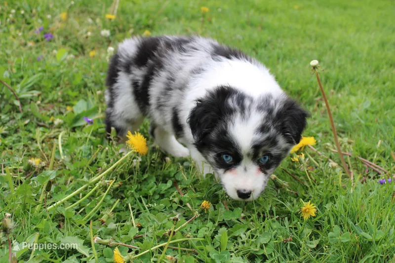 Bubbles, a male Miniature Australian Shepherd for sale in Baltic, OH – Photo 1 of 6