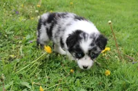 Bubbles, a male Miniature Australian Shepherd for sale in Baltic, OH – Photo 1 of 6