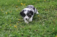Bubbles, a male Miniature Australian Shepherd for sale in Baltic, OH – Photo 2 of 6