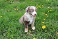 Brantley, a male Miniature Australian Shepherd for sale in Baltic, OH – Photo 6 of 7