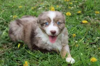 Brantley, a male Miniature Australian Shepherd for sale in Baltic, OH – Photo 7 of 7
