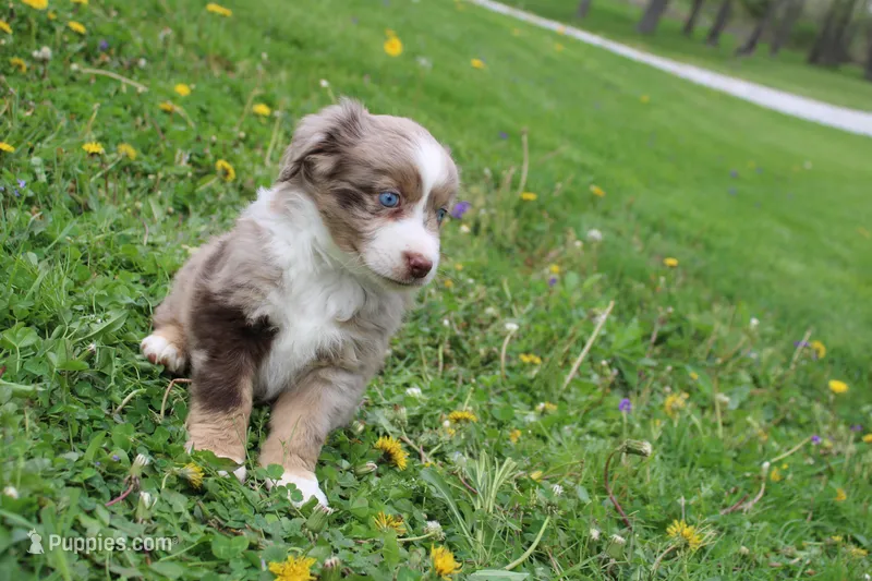 Brantley – Miniature Australian Shepherd puppy for sale in Baltic, OH