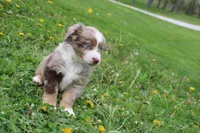 Brantley, a male Miniature Australian Shepherd for sale in Baltic, OH – Photo 1 of 7