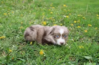 Brantley, a male Miniature Australian Shepherd for sale in Baltic, OH – Photo 5 of 7
