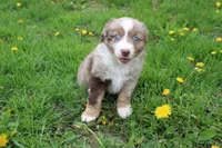 Brantley, a male Miniature Australian Shepherd for sale in Baltic, OH – Photo 4 of 7