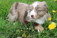Brantley, a male Miniature Australian Shepherd for sale in Baltic, OH – Photo 2 of 7