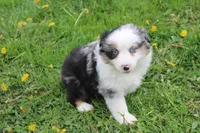 Buddy, a male Miniature Australian Shepherd for sale in Baltic, OH – Photo 3 of 4