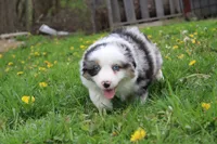 Buddy, a male Miniature Australian Shepherd for sale in Baltic, OH – Photo 1 of 4