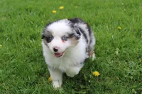 Buddy, a male Miniature Australian Shepherd for sale in Baltic, OH – Photo 4 of 4