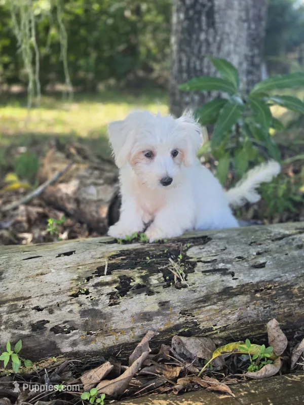 White Morkie – Morkie puppy for sale in Loxahatchee, FL