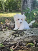 White Morkie, a male Morkie for sale in Loxahatchee, FL – 1 of 6