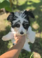 Tricolor male, a male Morkie for sale in Loxahatchee, FL – 1 of 6