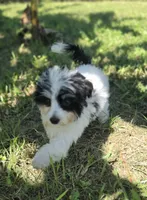 Tricolor male, a male Morkie for sale in Loxahatchee, FL – 3 of 6