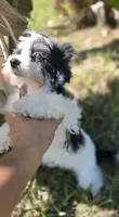 Tricolor male, a male Morkie for sale in Loxahatchee, FL – 2 of 6