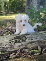 White Morkie, a male Morkie for sale in Loxahatchee, FL – 2 of 6