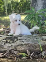 White Morkie, a male Morkie for sale in Loxahatchee, FL – 4 of 6