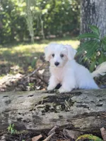 White Morkie, a male Morkie for sale in Loxahatchee, FL – 3 of 6