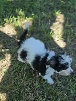Tricolor male, a male Morkie for sale in Loxahatchee, FL – 4 of 6
